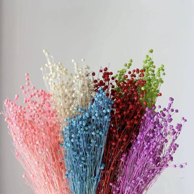Y&D Preserved Jequirity Flower Stem - DIY Dried Plant Decor for Christmas, Thanksgiving, Weddings, Valentines, Jumble-Beakd Gift - Image 5