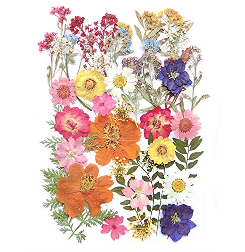 AHTONG 17 Types 48PCS Real Dried Pressed Flowers Leaf Plant Herbarium for DIY Resin Jewelry Making Floral Decors(Colorful) - Image 1