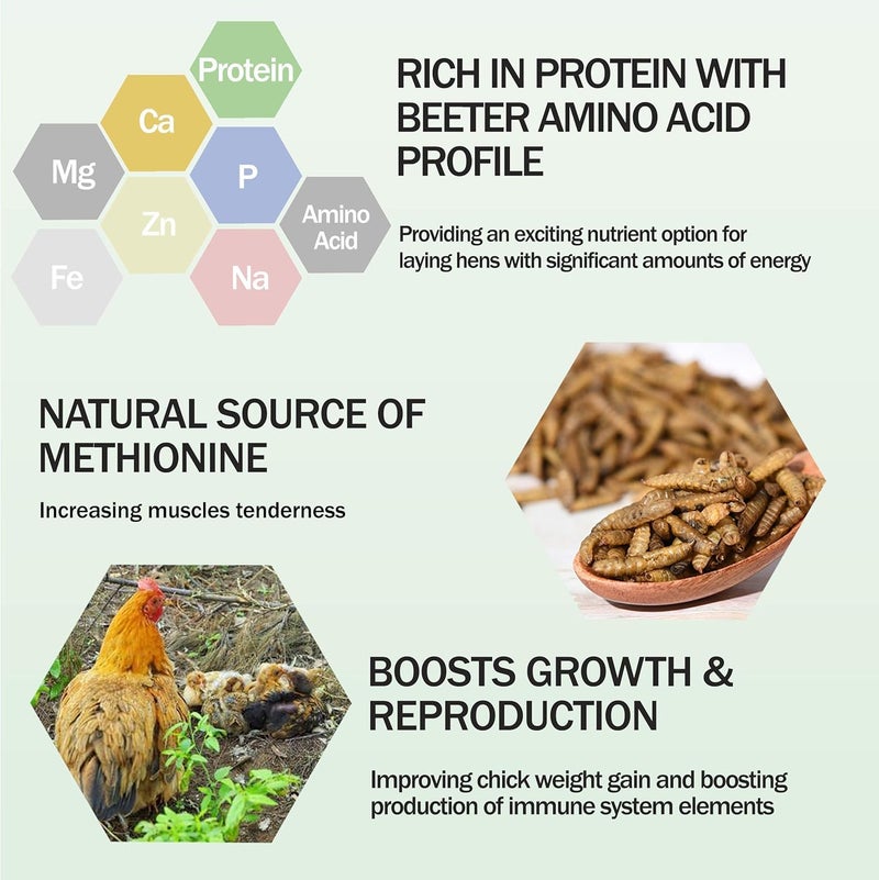 Amzey 11 LBS Dried Black Soldier Fly Larva - 100% Natural BSF Larvae - 85X More Calcium Than Mealworms - High Calcium Treats for Chickens, Birds, Reptiles, Hedgehog, Geckos, Turtles - Image 4