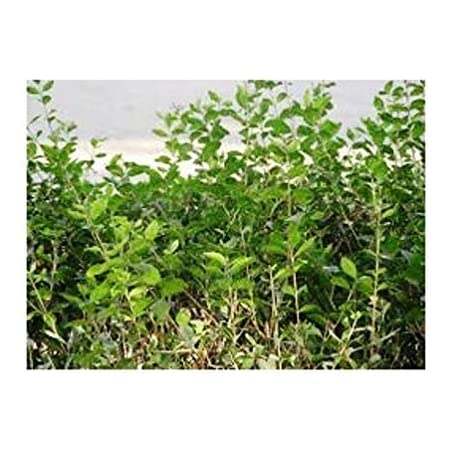 SelfLine SelfLine Natural Henna Mehndi Plant with Poly Bag - Image 1