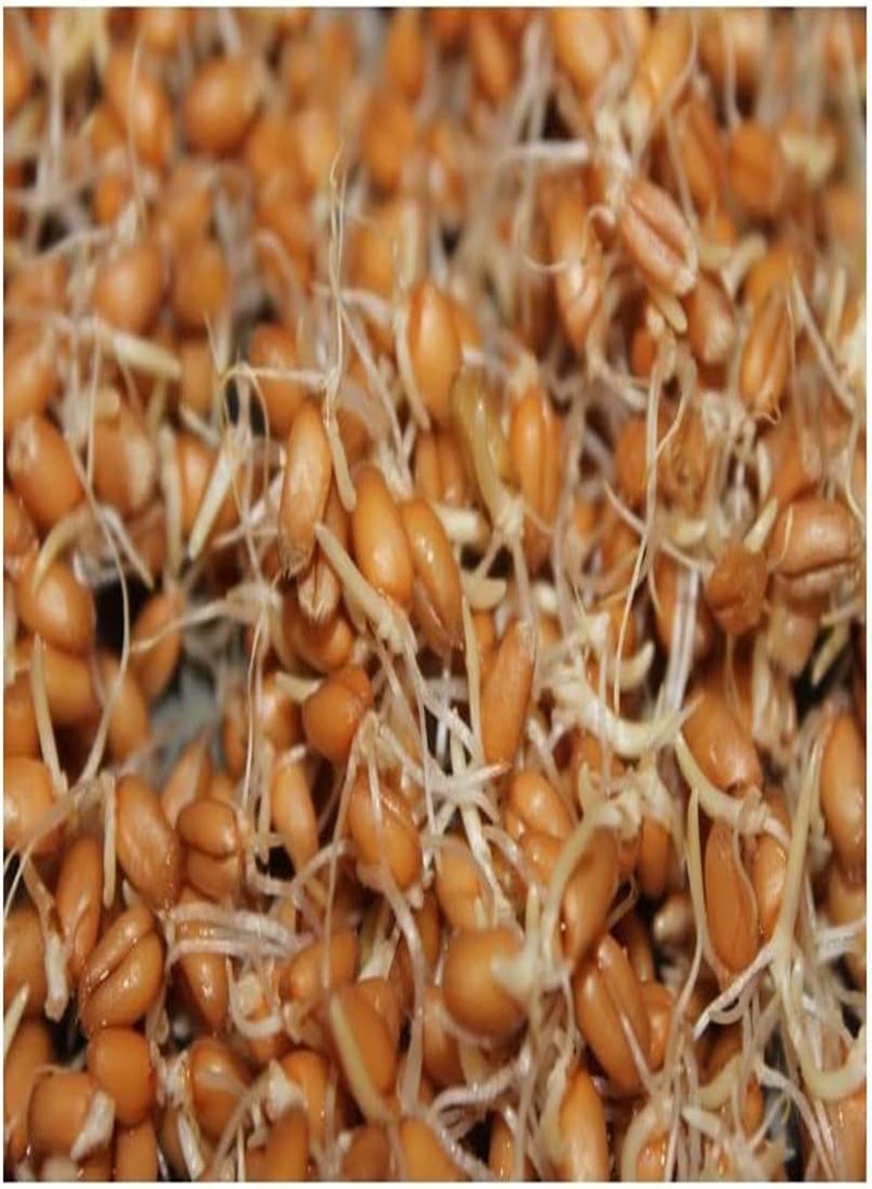 جي جوت قمح الإنبات - 100 غرام (عضوي / حيوي) - Image 1