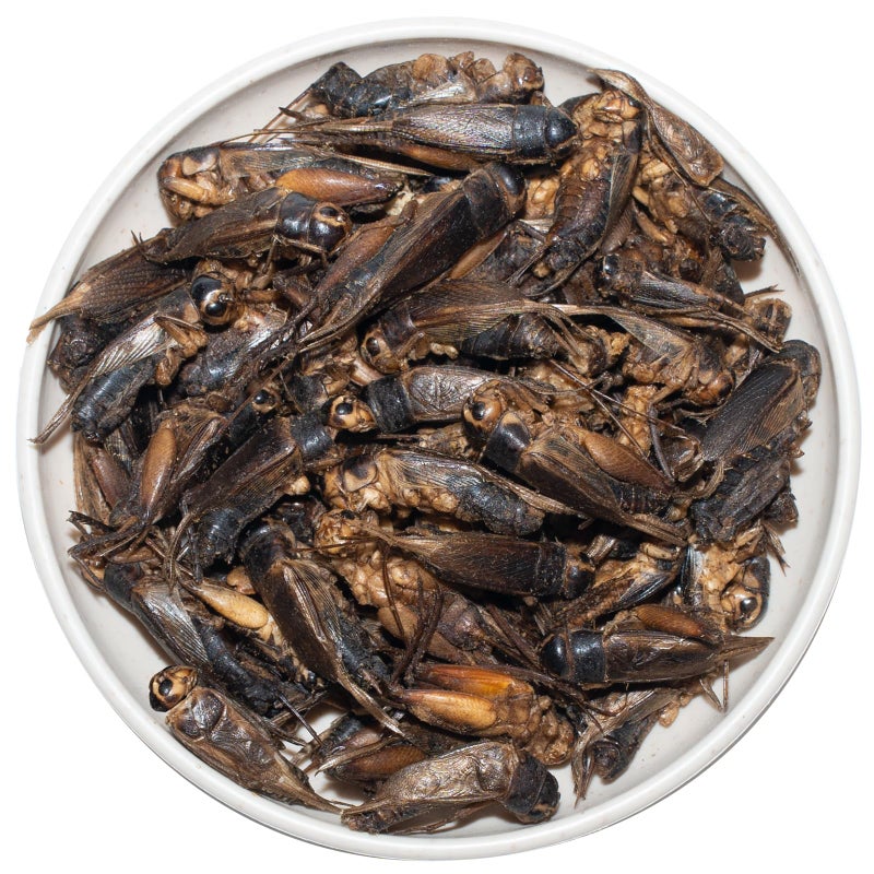 JADINGSFARM Freeze Dried Crickets - 2.8 Oz High Protein Freeze Dried Crickets, Food for Reptiles, Bearded Dragons, Lizards, Geckos, Birds, Fish,Hedgehogs, Bearded Dragon Food - Image 5