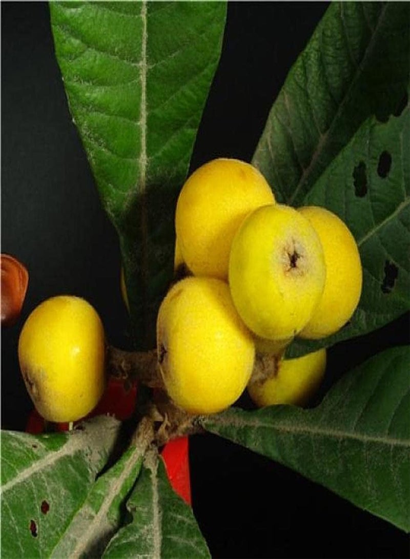GGOOT 5pcs Perennial Loquat Seeds Easy to Plant Exotic Fruit Trees Can Both Harvested and Admired Icing on Cake for Your Home Landscape - Image 2