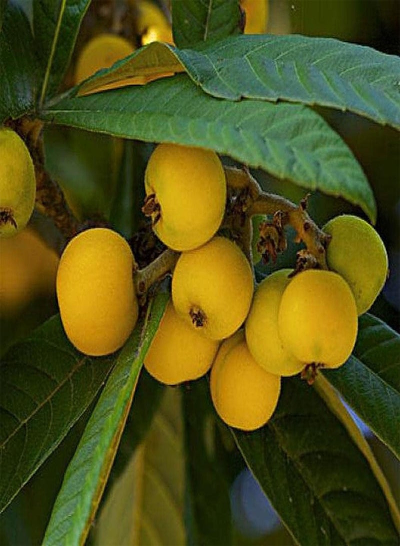 GGOOT 5pcs Perennial Loquat Seeds Easy to Plant Exotic Fruit Trees Can Both Harvested and Admired Icing on Cake for Your Home Landscape - Image 1
