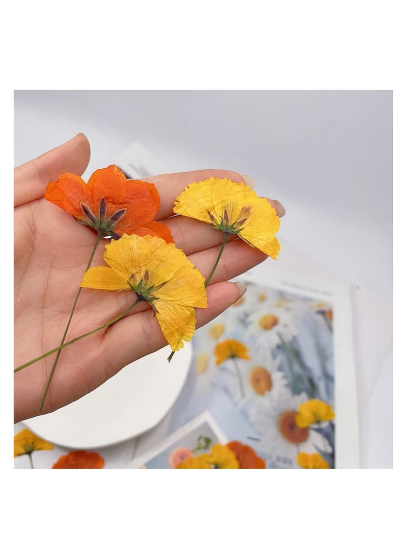 SYOSI Dried Pressed Flowers for Crafts, Yellow and Orange Dried Flowers for Resin, Perfect for DIY Projects and Framed Wall Art, Natural Pressed Flowers, 36 Yellow and 24 Orange Pieces - Image 2