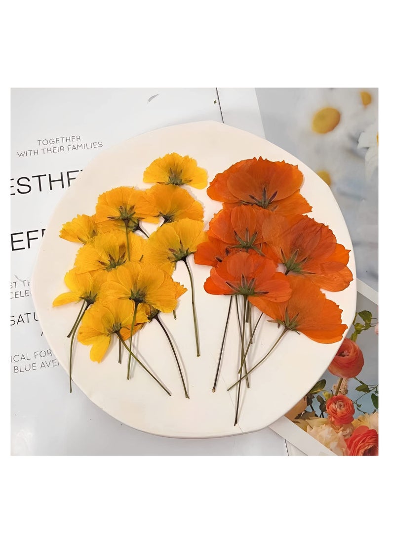 SYOSI Dried Pressed Flowers for Crafts, Yellow and Orange Dried Flowers for Resin, Perfect for DIY Projects and Framed Wall Art, Natural Pressed Flowers, 36 Yellow and 24 Orange Pieces - Image 4