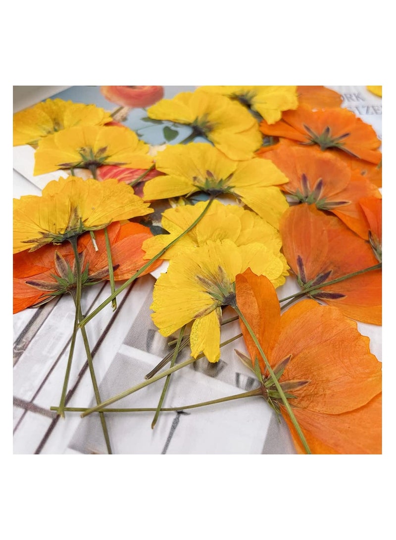 SYOSI Dried Pressed Flowers for Crafts, Yellow and Orange Dried Flowers for Resin, Perfect for DIY Projects and Framed Wall Art, Natural Pressed Flowers, 36 Yellow and 24 Orange Pieces - Image 5