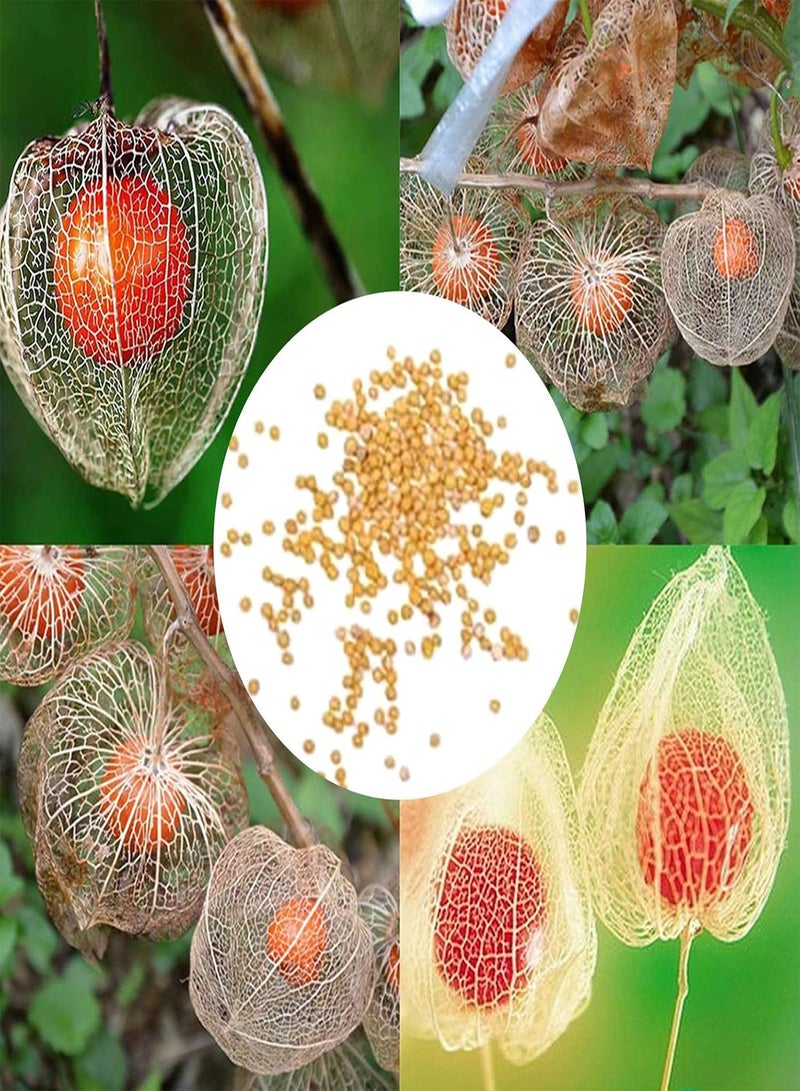 GGOOT 50Pcs/Bag Physalis Peruviana Seeds,Fruit Edible Succulent Physalis Peruviana Fruit Seedings for Planting Garden Yard Outdoor 1 Physalis Peruviana Seeds - Image 2