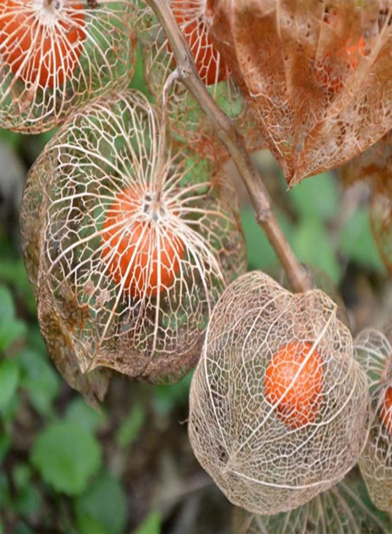 GGOOT 50Pcs/Bag Physalis Peruviana Seeds,Fruit Edible Succulent Physalis Peruviana Fruit Seedings for Planting Garden Yard Outdoor 1 Physalis Peruviana Seeds - Image 1