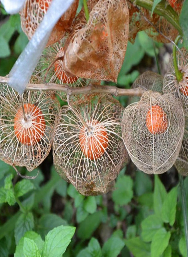 GGOOT 50Pcs/Bag Physalis Peruviana Seeds,Fruit Edible Succulent Physalis Peruviana Fruit Seedings for Planting Garden Yard Outdoor 1 Physalis Peruviana Seeds - Image 3