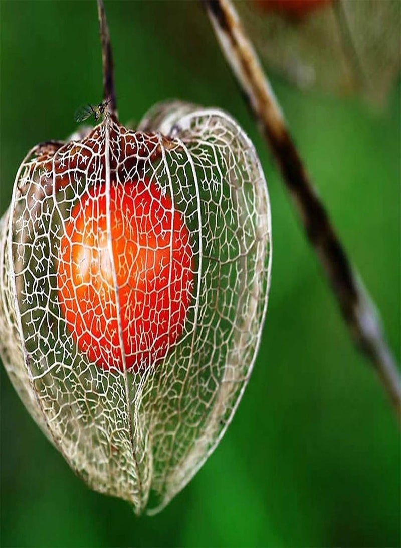 GGOOT 50Pcs/Bag Physalis Peruviana Seeds,Fruit Edible Succulent Physalis Peruviana Fruit Seedings for Planting Garden Yard Outdoor 1 Physalis Peruviana Seeds - Image 4