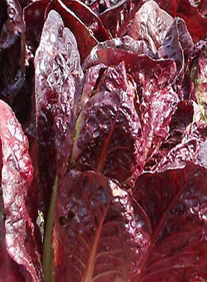 GGOOT 500Pcs Red Lettuce Seeds DIY Nutritious Delicious Garden Plant Red Romaine Lettuce Seeds for Outdoor Vegetable Seeds for Home - Image 2