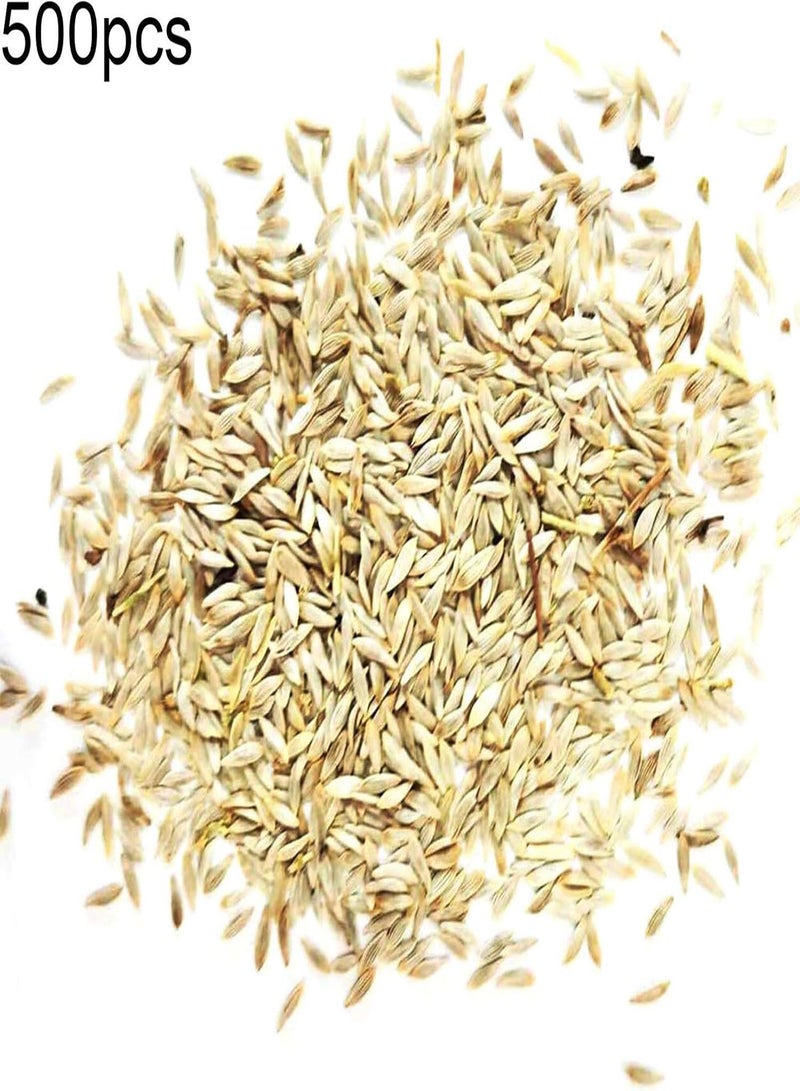 GGOOT 500Pcs Red Lettuce Seeds DIY Nutritious Delicious Garden Plant Red Romaine Lettuce Seeds for Outdoor Vegetable Seeds for Home - Image 3