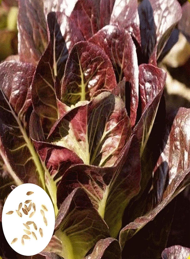GGOOT 500Pcs Red Lettuce Seeds DIY Nutritious Delicious Garden Plant Red Romaine Lettuce Seeds for Outdoor Vegetable Seeds for Home - Image 5
