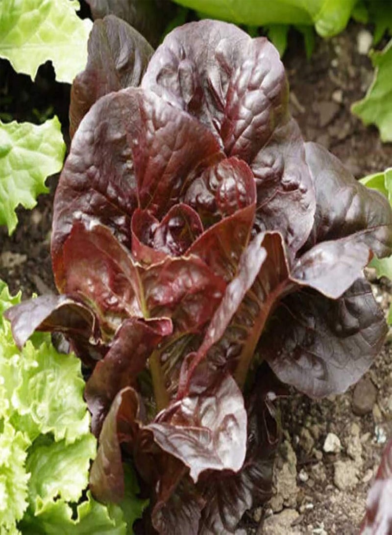 GGOOT 500Pcs Red Lettuce Seeds DIY Nutritious Delicious Garden Plant Red Romaine Lettuce Seeds for Outdoor Vegetable Seeds for Home - Image 4