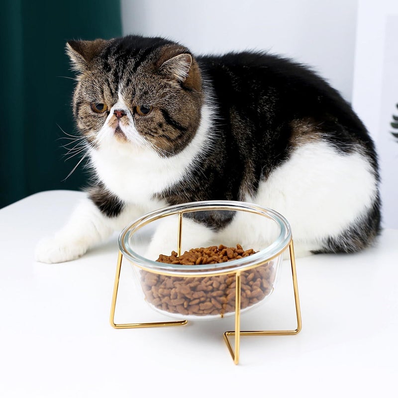 Oblique Glass Pet Feeding Bowl With Elevated Stand Raised Design For Comfortable Easy Clean Cat And Small Dog Food Bowl - Image 3