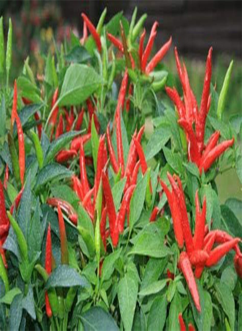 GGOOT 50 Chilly red hot Pepper Seeds - Image 1