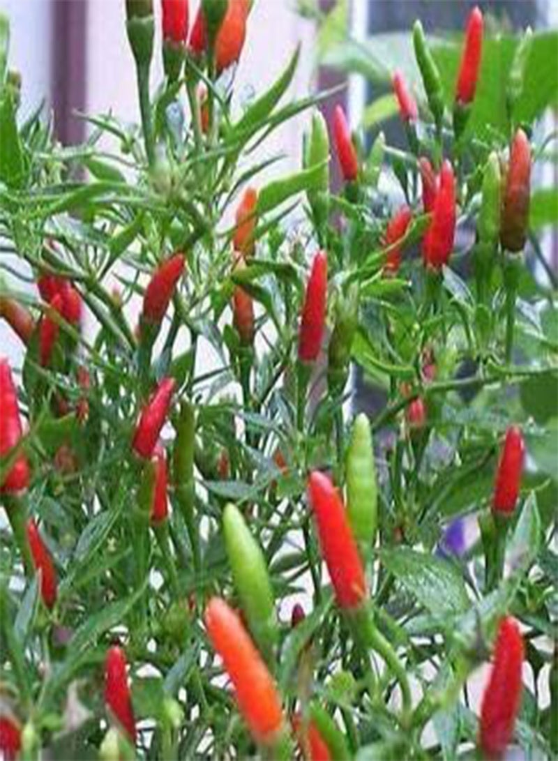 GGOOT 50 Chilly red hot Pepper Seeds - Image 3