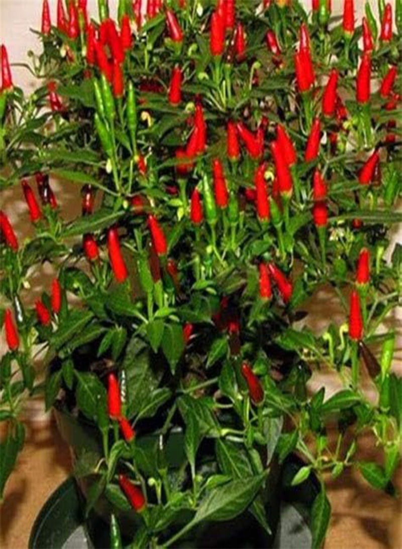 GGOOT 50 Chilly red hot Pepper Seeds - Image 2
