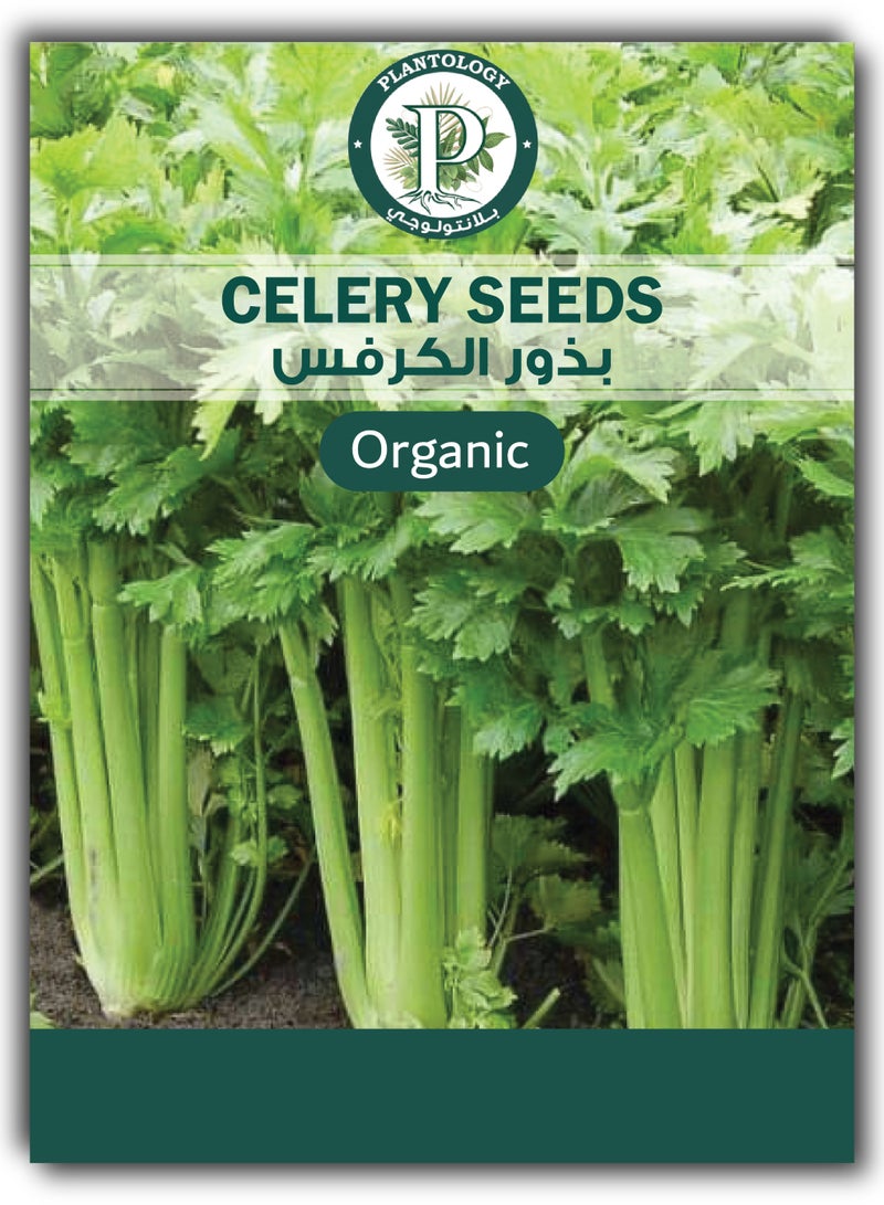 بذور كرفس للزراعة - بذور كرفس - Image 1