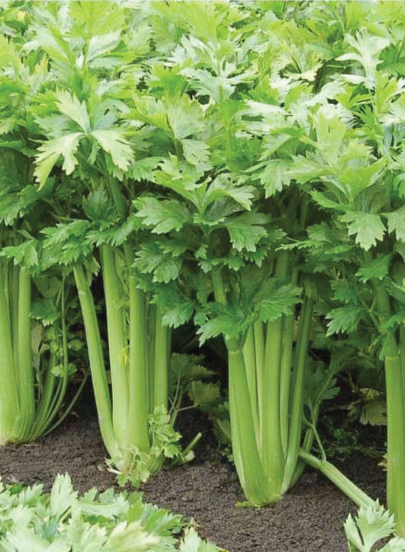 بذور كرفس للزراعة - بذور كرفس - Image 2