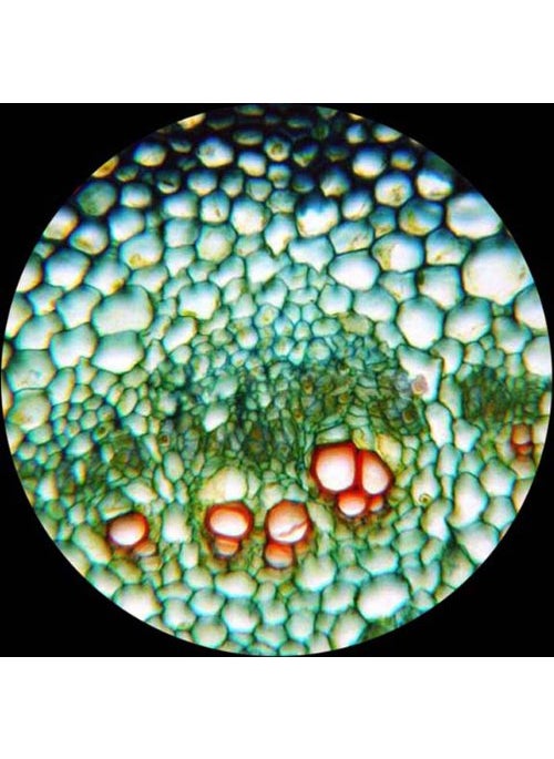 AmScope AmScope PS25 Prepared Microscope Slide Set for Basic Biological Science Education 25 Slides Includes Fitted Wooden Case Brown  - Image 3