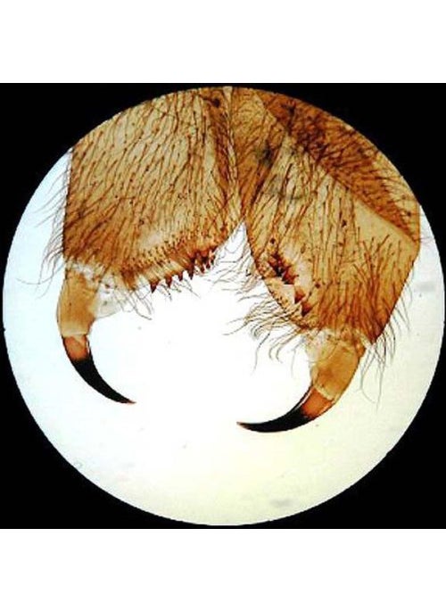 AmScope AmScope PS25 Prepared Microscope Slide Set for Basic Biological Science Education 25 Slides Includes Fitted Wooden Case Brown  - Image 4