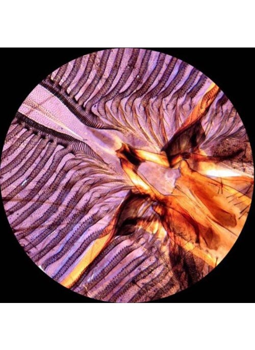 AmScope AmScope PS25 Prepared Microscope Slide Set for Basic Biological Science Education 25 Slides Includes Fitted Wooden Case Brown  - Image 5