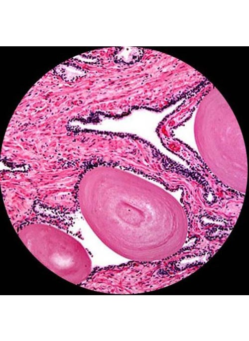AmScope AmScope PS25 Prepared Microscope Slide Set for Basic Biological Science Education 25 Slides Includes Fitted Wooden Case Brown  - Image 2