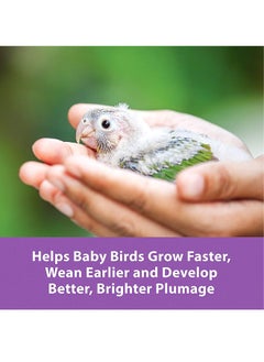 Kaytee Exact Hand Feeding For Baby Bird - 510G  - Image 2