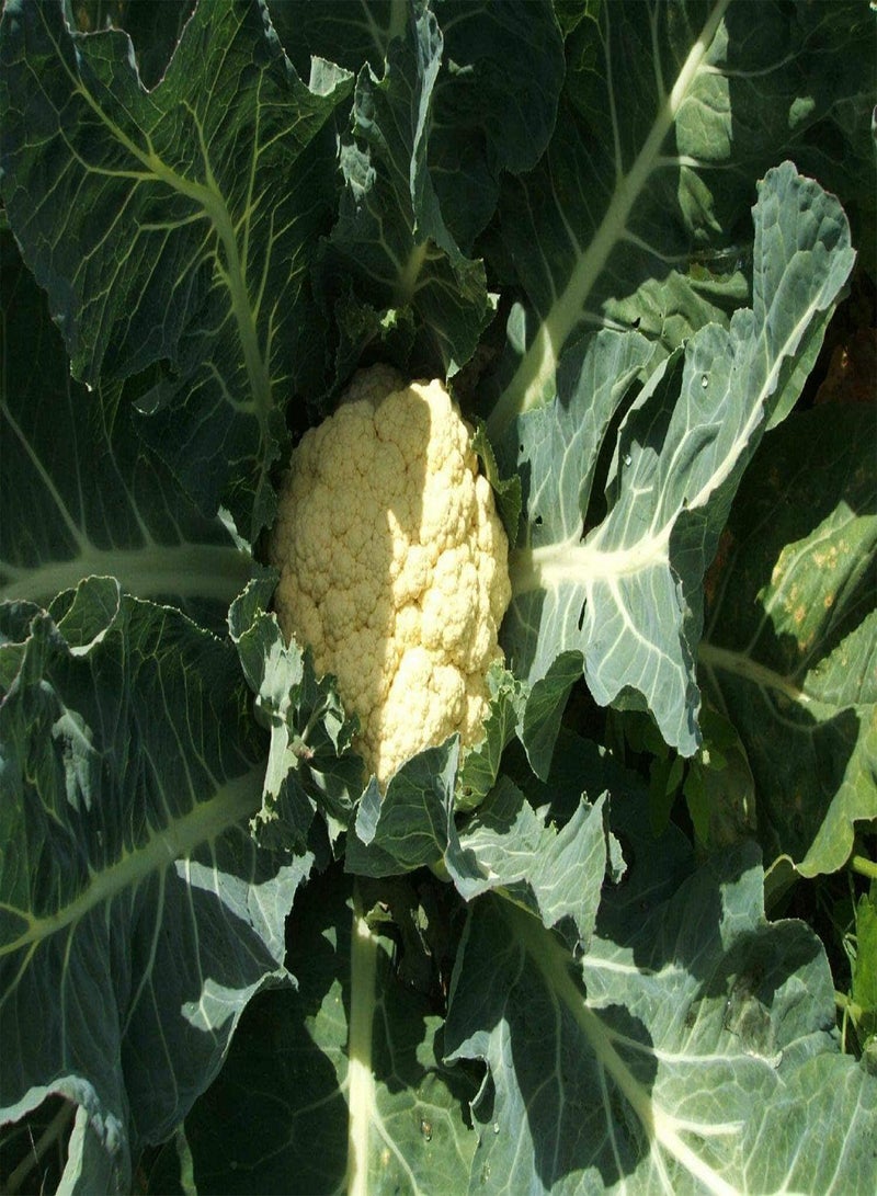 جي جوت بذور نبات القرنبيط دوك إلجون