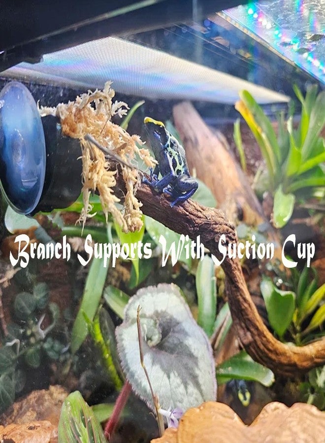 JILINWEI Branch Supports with Suction Cup for Gecko,Frog,Amphibian Lizard Snake Jumping Spider Climbing, Black Branch Holder for Reptile Terrarium Tank - Image 2