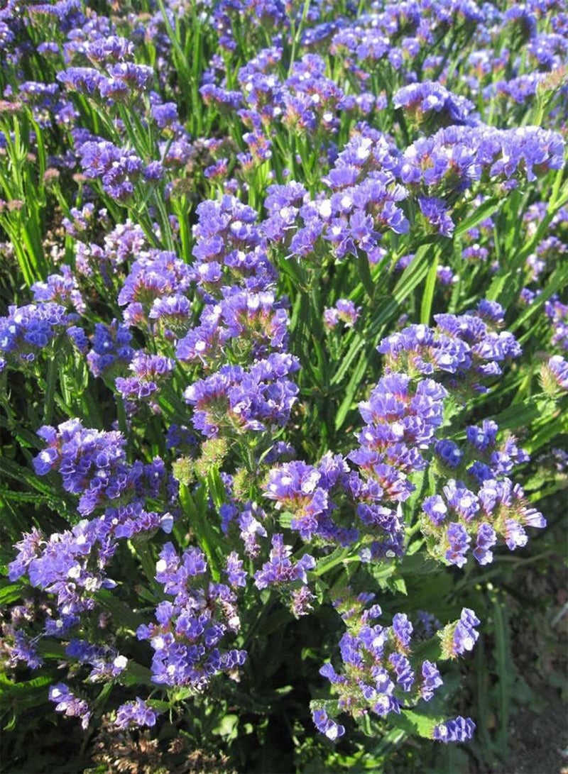 جي جوت بذور زهرة الليمونيوم سينواتوم، المعروفة أيضًا باسم زهرة اللافندر البحري، للزراعة في الحدائق المنزلية باستخدام مشعل ثقيل، 120 بذرة