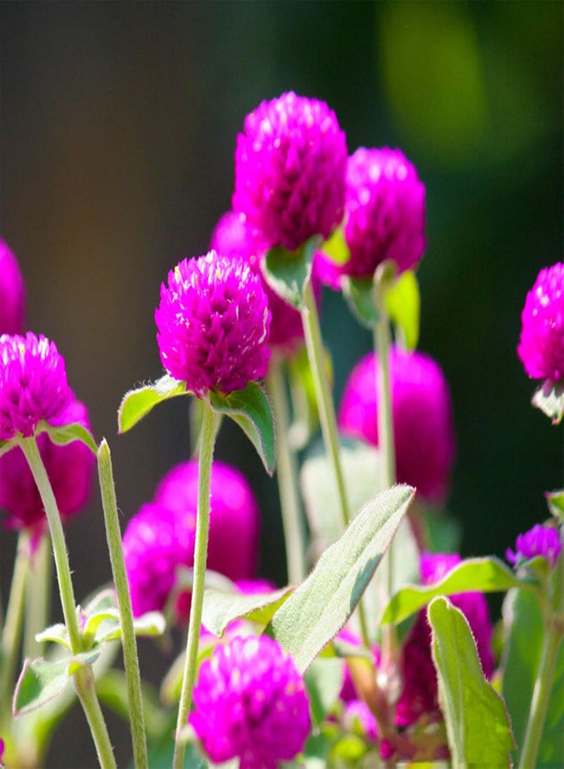 GGOOT seeds Green Garden Flower Plants 50Pcs Gomphrena Globosa Seeds Flower High Germination Home Garden Decor Plant - Image 3