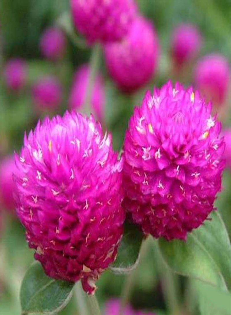 GGOOT seeds Green Garden Flower Plants 50Pcs Gomphrena Globosa Seeds Flower High Germination Home Garden Decor Plant - Image 4