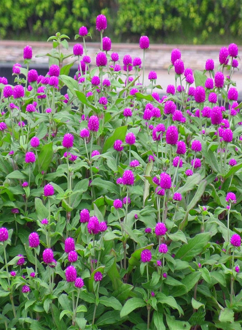 GGOOT seeds Green Garden Flower Plants 50Pcs Gomphrena Globosa Seeds Flower High Germination Home Garden Decor Plant - Image 2