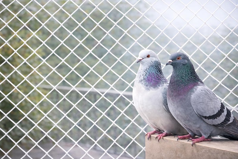 TARPORA Bird & Pigeon Safety Net for Balcony | Nylon Protection| 12Ply | (White, 10 x 30 FT) - Image 1