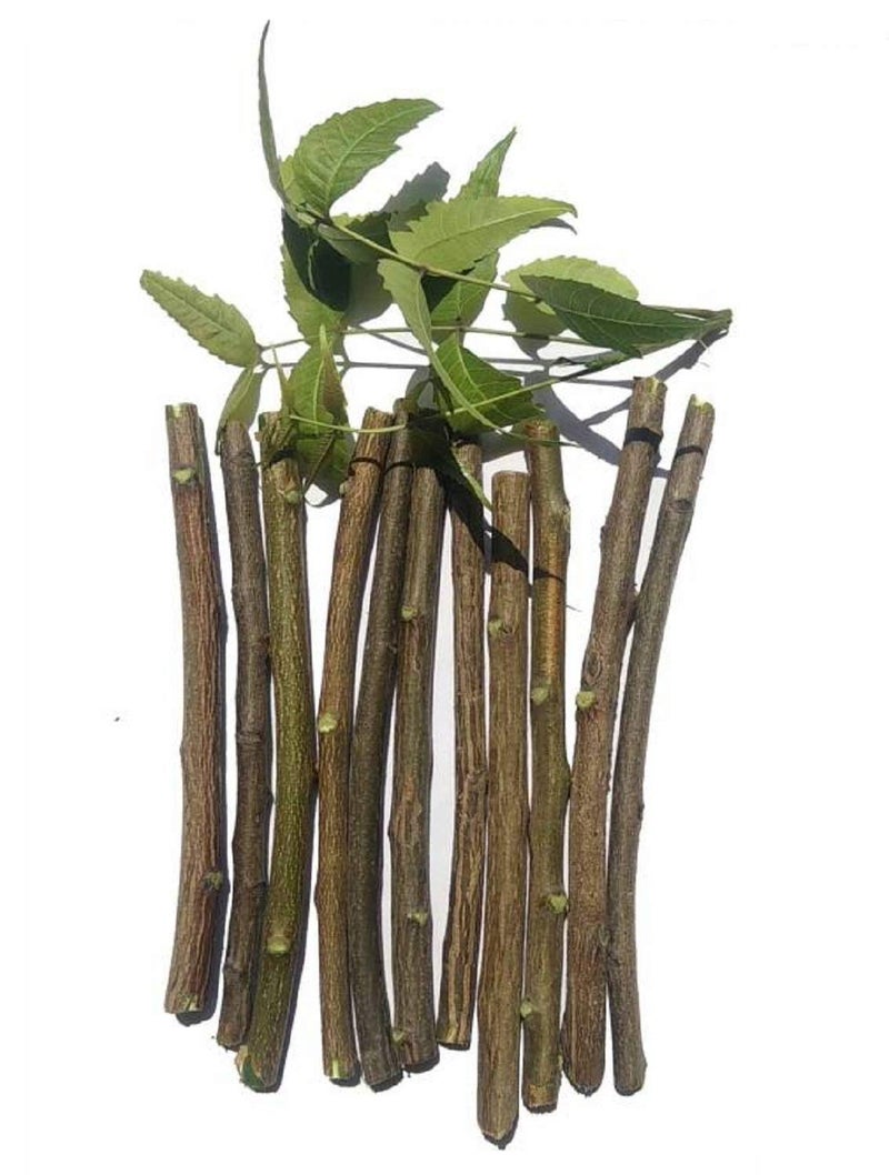 40NDTN@Neem Datun Toothbrush Nim Tree Twigs Chew Sticks for Brushing Teeth Removes Bad Breath, Relieve Tooth Ache 100% Ayurvedic Natural Organic - Pack of 40 Pieces_RTG3.9 - Image 3