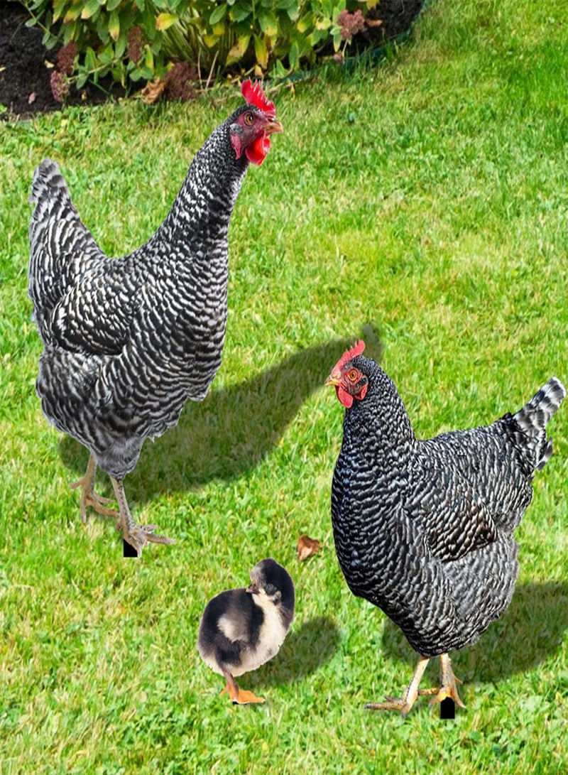 GGOOT Garden Ornaments Outdoor Stakes Decorative Chicken Family Garden Stake Hen Chick Rooster Courtyard Floor Plugs Ornament Garden Decoration 3PCS - Image 4
