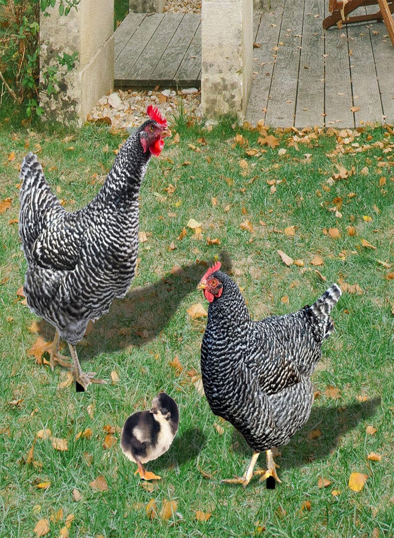 GGOOT Garden Ornaments Outdoor Stakes Decorative Chicken Family Garden Stake Hen Chick Rooster Courtyard Floor Plugs Ornament Garden Decoration 3PCS - Image 5