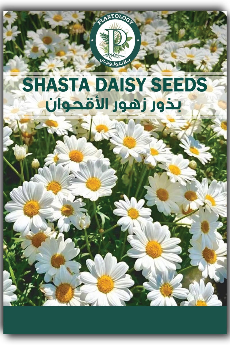 Shasta Daisy Flower Seeds for Planting - Flower Seeds for Planting Home Garden Lawn