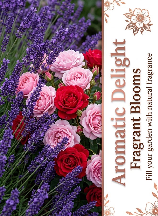 (Recommended by Gardeners) Seasonal Flower Collection for All Soil Types - Image 4