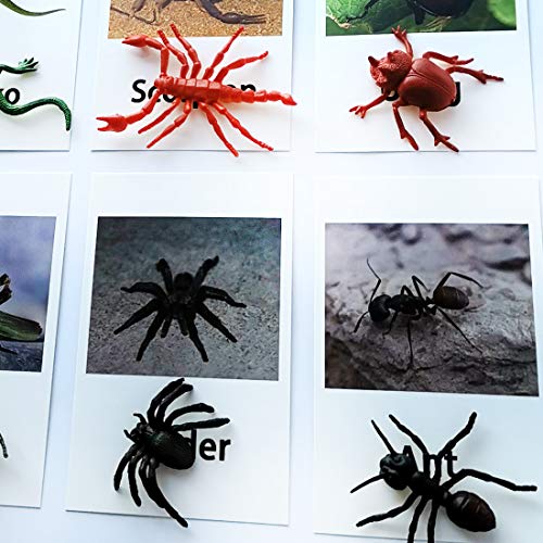 MEROCO Montessori Animal Match - Insect Animal Figurines with Matching Cards Language Montessori Materials Preschool Learning Toy NEWT008 - Image 4