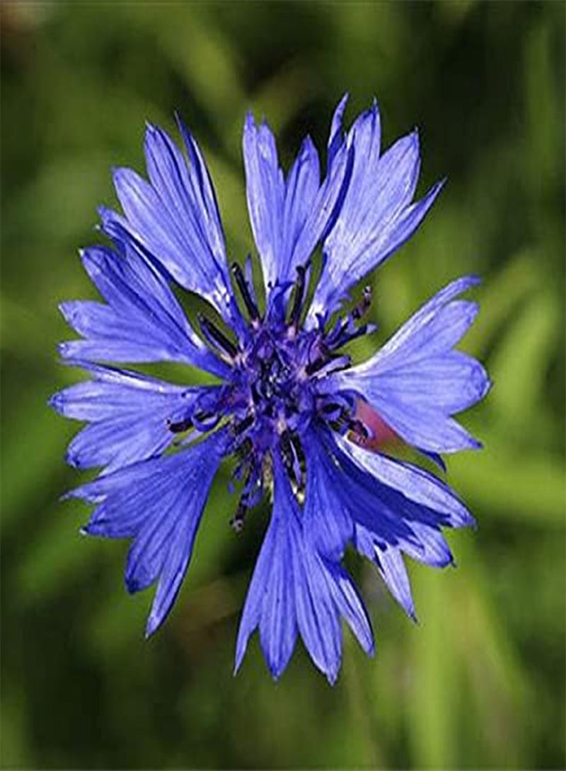 GGOOT 100Pcs Cornflower Seeds Unique Blue Flowers are The First Choice for Garden Decoration Suitable for Indoor Outdoor Balcony Planting - Image 3