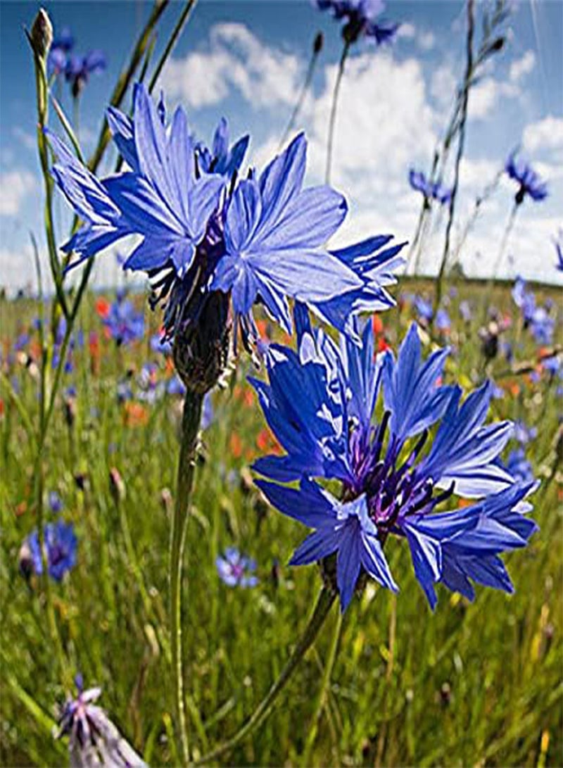 GGOOT 100Pcs Cornflower Seeds Unique Blue Flowers are The First Choice for Garden Decoration Suitable for Indoor Outdoor Balcony Planting - Image 1