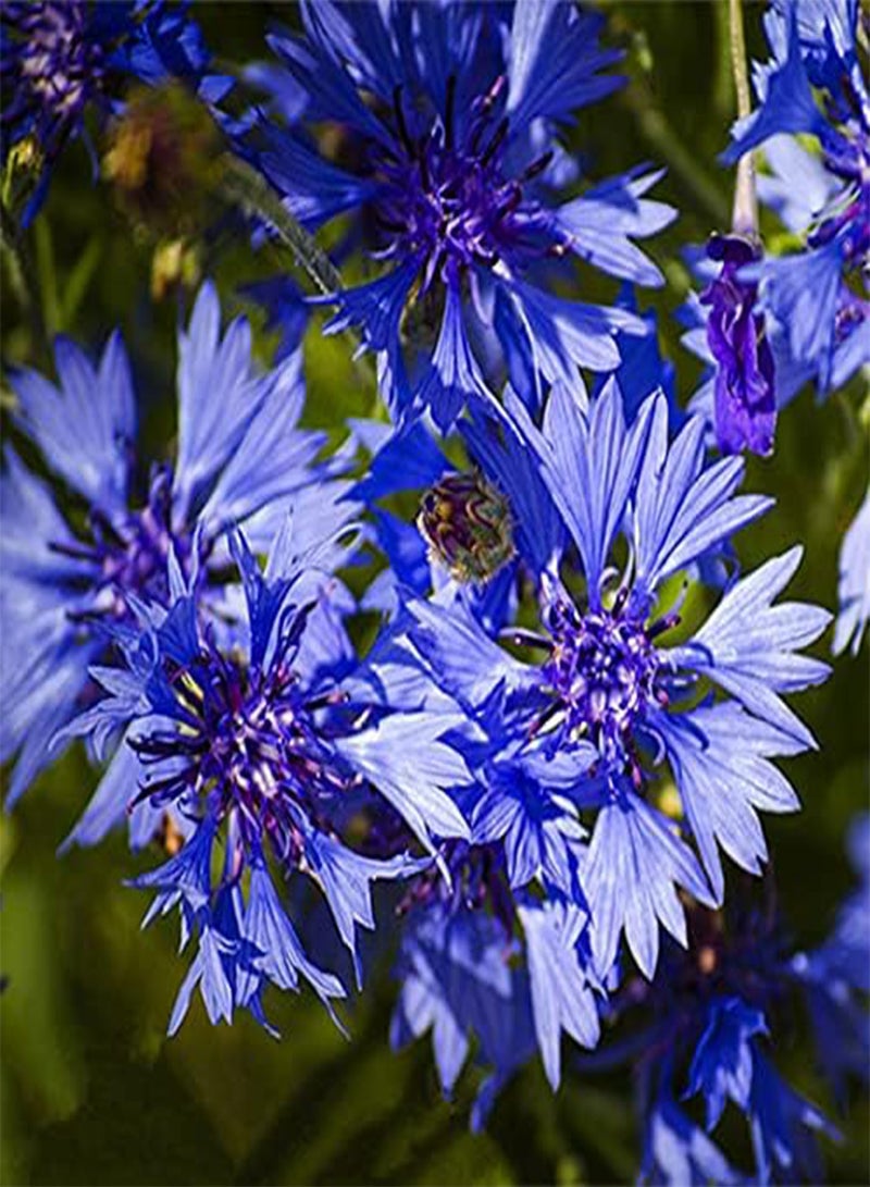 GGOOT 100Pcs Cornflower Seeds Unique Blue Flowers are The First Choice for Garden Decoration Suitable for Indoor Outdoor Balcony Planting - Image 2