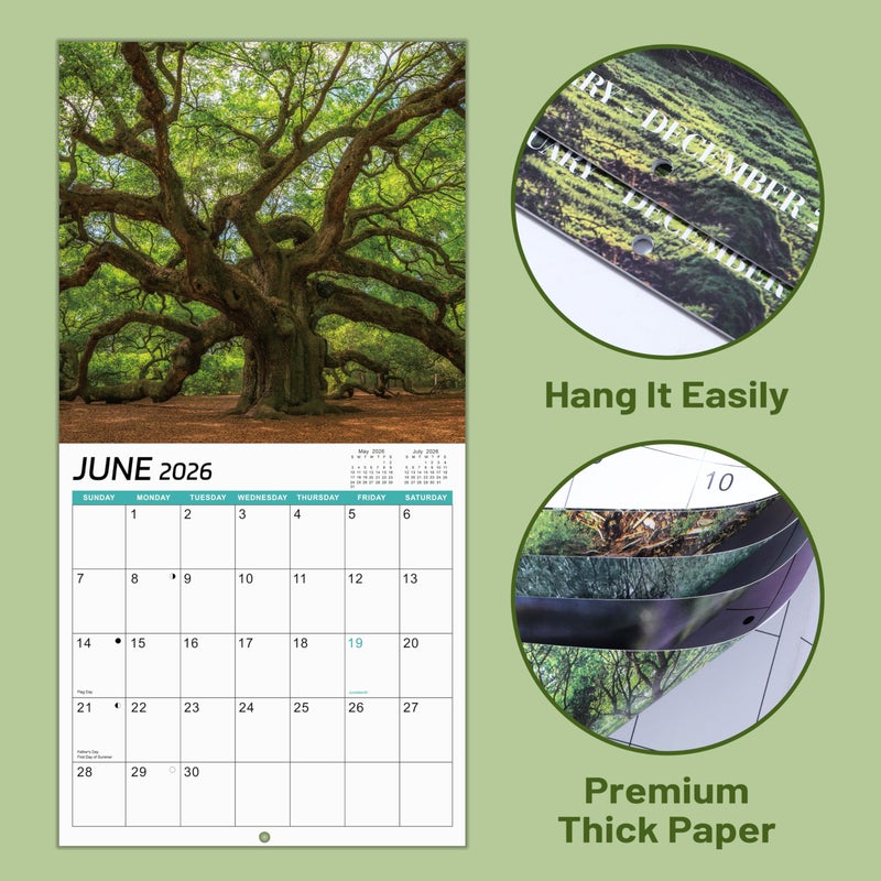 Coboll 2026 Calendar -12 Monthly Square Wall Calendar 2026, January - December, 11.6'' x 11.6'' - Image 3