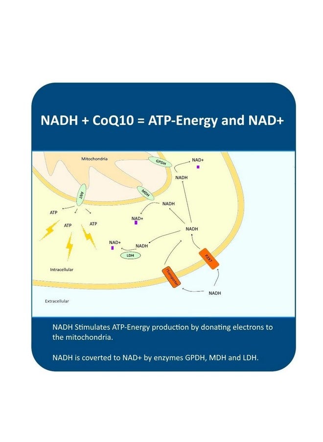 MAAC10 Formulas Maac10 Nadh + Coq10 Supplement ; Supports Fatigue Energy And Nad+ ; Active Vitamin B3 ; 50Mg Panmol® Nadh + 100Mg Coq10 (60 Count 2 Per Serving).  - Image 3
