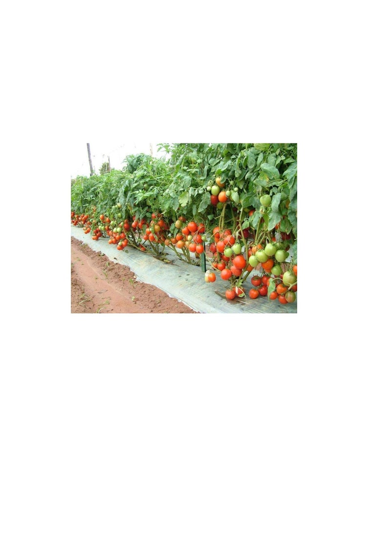 ساكسيس جلف اجرو سماد سمك 1 لتر - Image 2