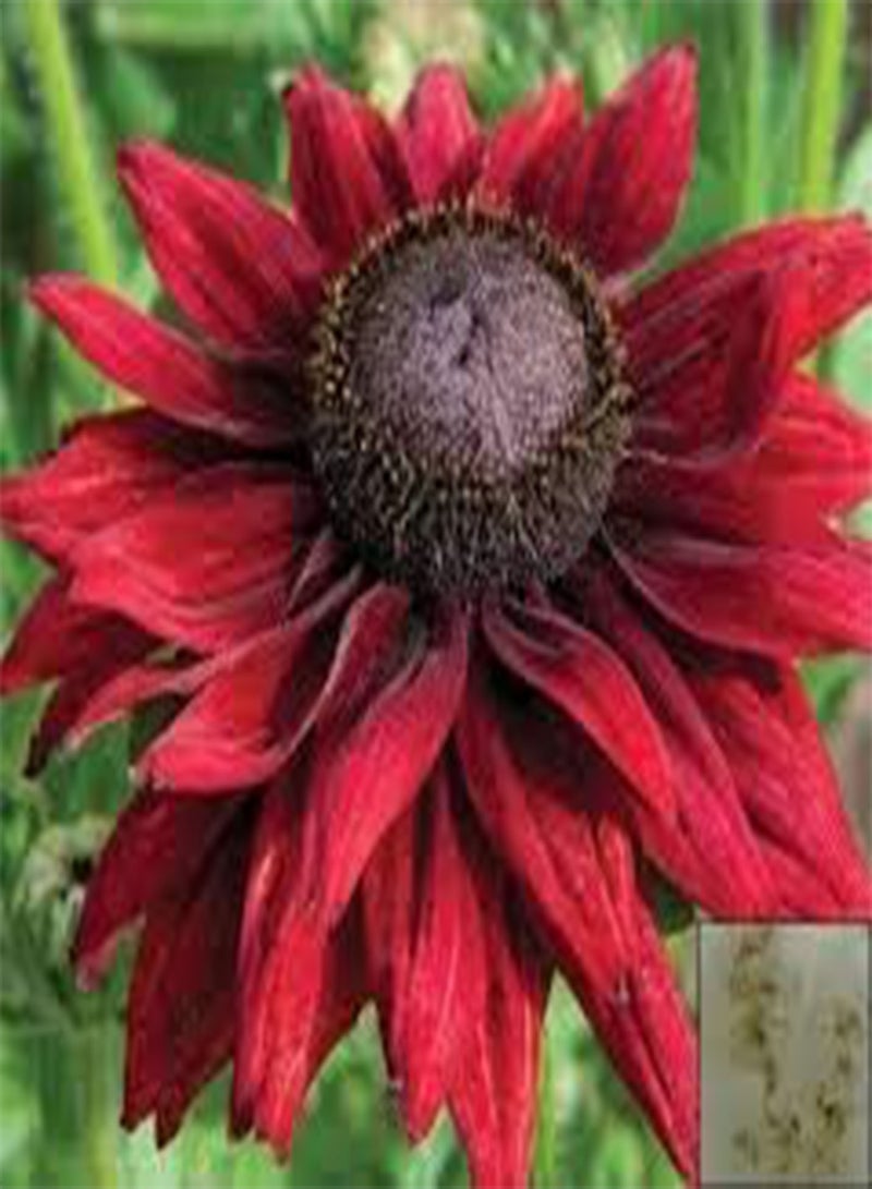 جي جوت 100 بذور زهرة رودبيكيا حمراء داكنة - Image 1